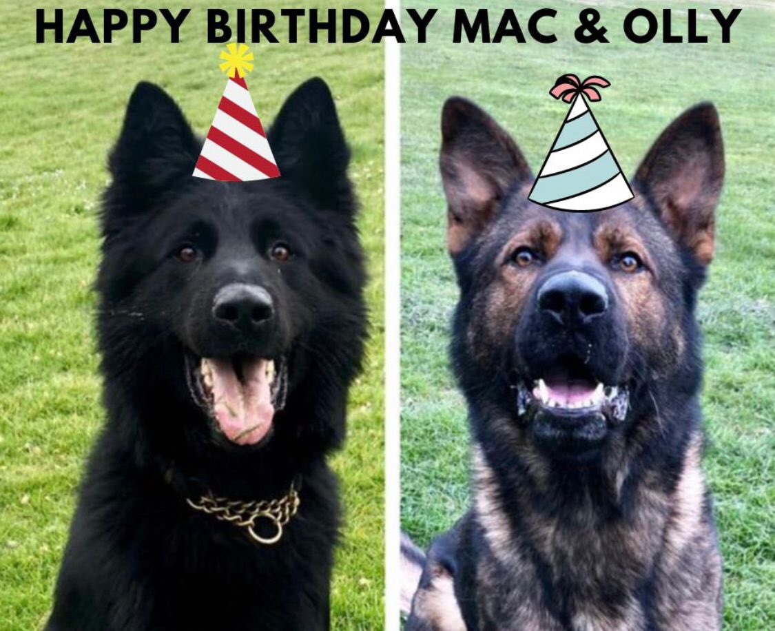 We would like to wish a very happy 6th birthday to PD’s Mac and Olly today. These two are litter brothers who arrived in force as tiny puppies and have since grown into our two biggest dogs! #HappyBirthday
