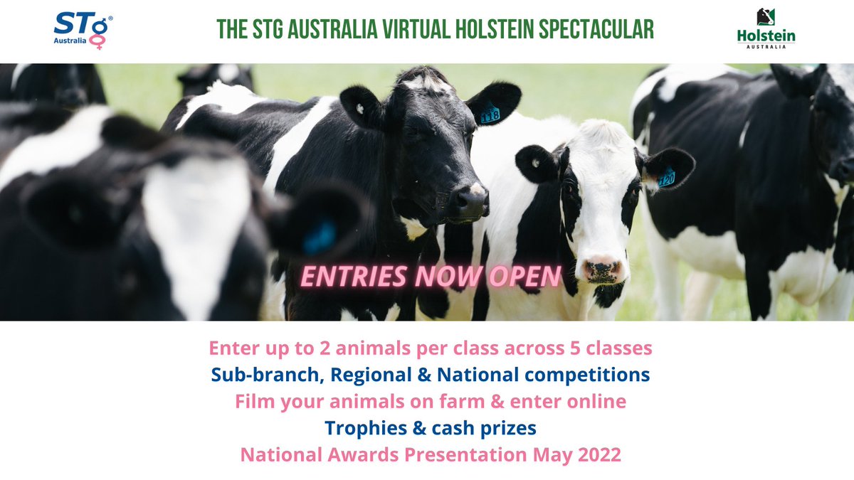 Top school holiday tip - choose your best animals and get the kids to film your STG Australia Virtual Holstein Spectacular entries! All the info you need to know at bit.ly/3nD2a87

#HolsteinCommunity