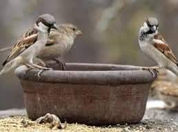 RDevi97539262's tweet photo. பறவைகள்

பட்டணத்து பறவைகள்
   படும்பாடு பெரும்பாடு
பறந்து திரிந்தாலும்
    அருந்த நீரில்லை
கூவத்து நீரதனை அவை
   குடித்து பார்த்ததில்லை
ஆழ்கடல் அருகிருந்தும்
     அதனால் பயனுமில்லை
கோடை கதிரவனின்
   கோபம் தாங்காமல்
பாவமாய் மரநிழலில்
    பதுங்கி கிடக்குதப்பா
கூரைமீது தனில் https://t.co/Rb5496CNxp