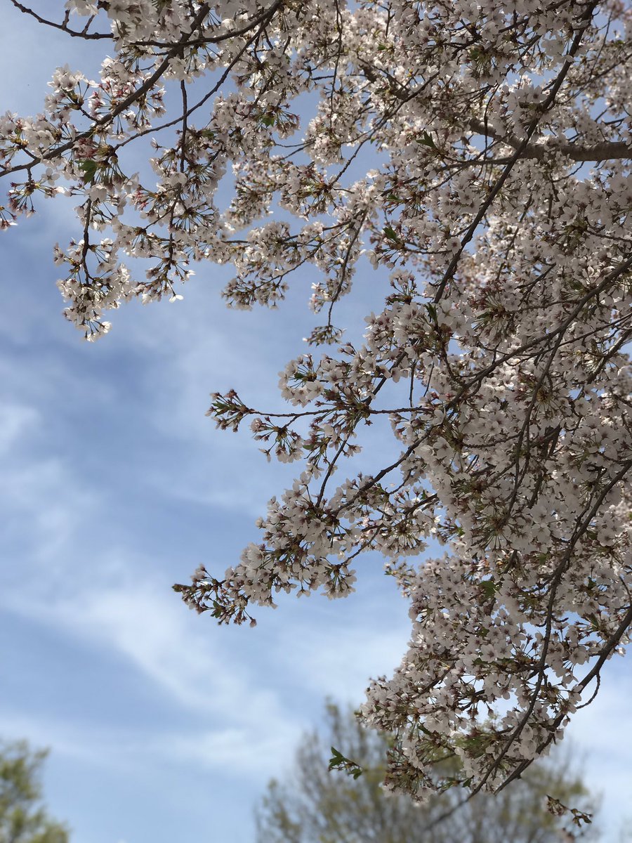 loloappleolol's tweet photo. 올해의 벚꽃 https://t.co/FYxnv7XONE