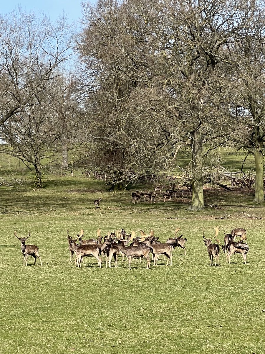cspencer1508's tweet photo. The black fallow bucks of ⁦@AlthorpHouse⁩ with the younger males (known as “prickets”) in attendance. #animalsofalthorp https://t.co/32WSC8jgeN