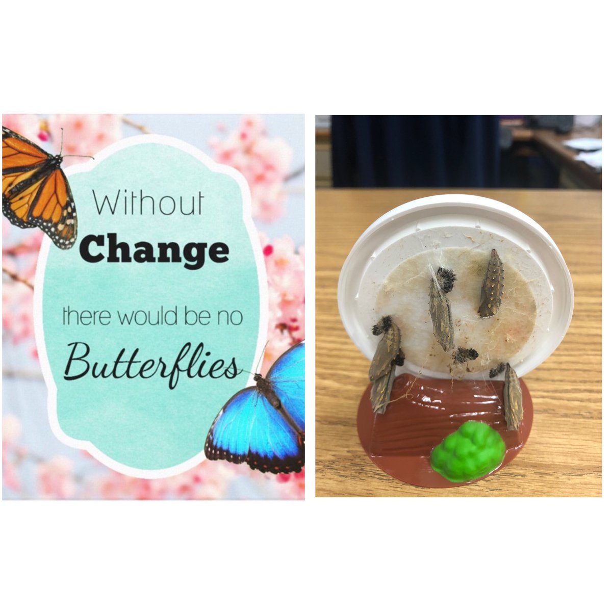 Grade5Fun's tweet image. Exciting changes are happening! #teacher #Science #butterfly