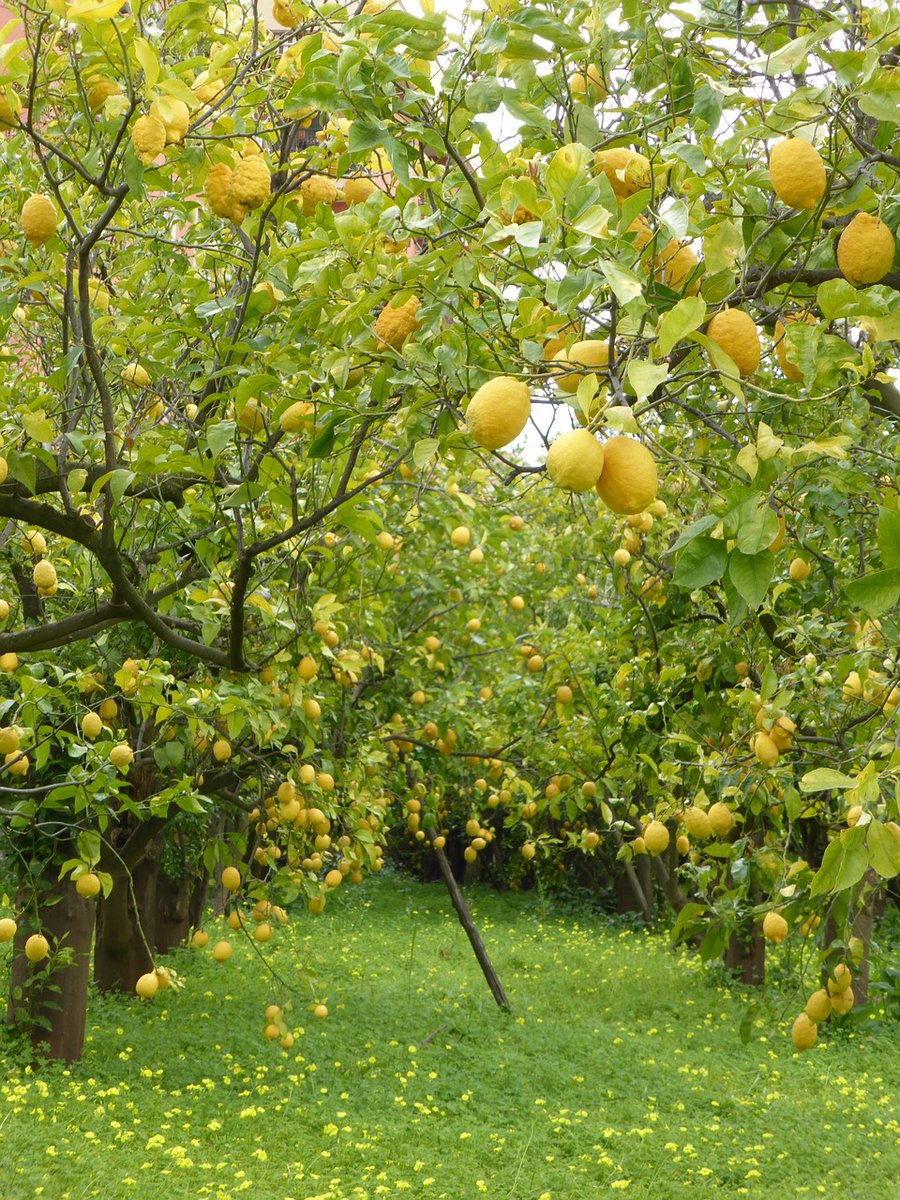 Slaughter in Southwold: Southwold Library Crime Writers Festival

Friday 17th 7pm

Murder Mystery Dinner

Murder in the Lemon Grove: A Sicilian Murder Mystery

From the pen of the best-selling author Kate Ellis.

£12 per person (book by 1st June)

Book at  ticketsource.co.uk/slaughterinsou…