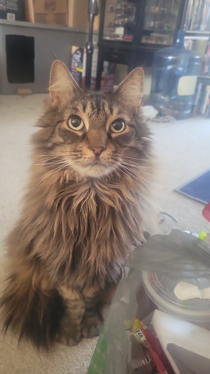 dougieSS's tweet photo. @News12NJ @CarissaLawson #NJPETS here is my Maine coon Rum Tum Tugger https://t.co/JSl1WGgcqV
