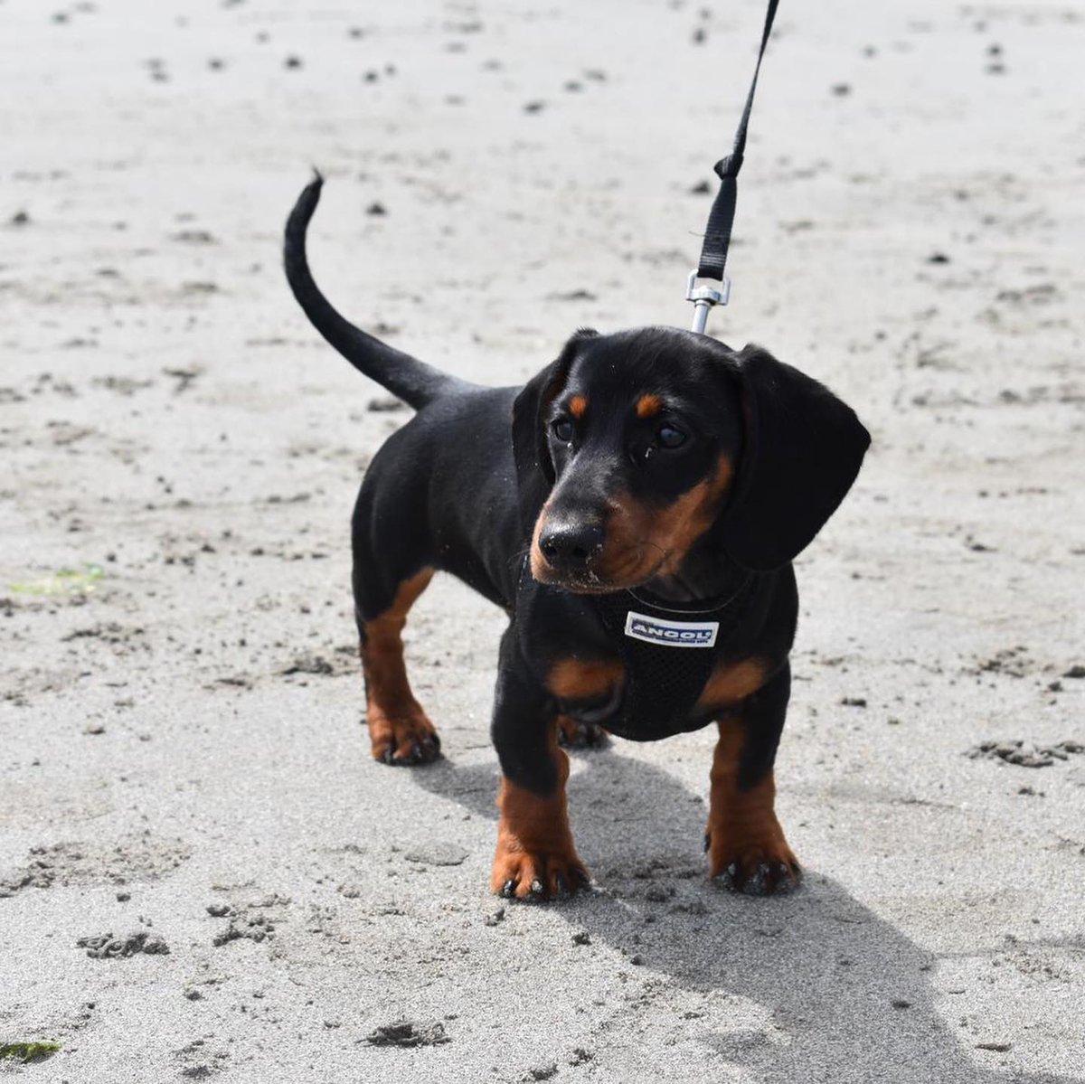 ICSSLarneLtd's tweet photo. #internationalpetsday Mavis and Chester are not unfortunately qualified in electrical engineering but we have loads of lovely staff who are.  
Give us a call for all your electrical testing, PATs, EICR Reports, Fire Alarms, Emergency Lights, Electrical Installation Works etc etc. https://t.co/6QjL59ejz6