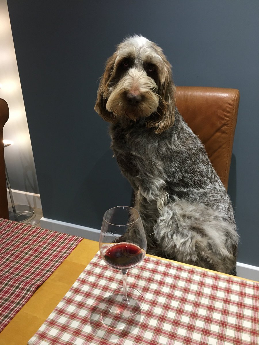ladylittler's tweet photo. @NakedWines Our @Superspinone Florence enjoys a cheeky Italian red! #NationalPetDay #NationalPetDay2022 https://t.co/XjAiL0elQY