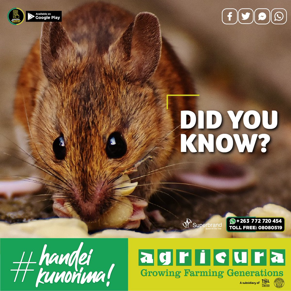 Agricura_ZW's tweet photo. Did you know that world wide 25% of all stored grain, such as maize, is lost annually to damage caused by insects and rodents.
Contact us Today and we will help you prevent rodents and other pests from nesting in your grain storage area.
#grainprotection
#handeikunorima https://t.co/T0iJufryO6