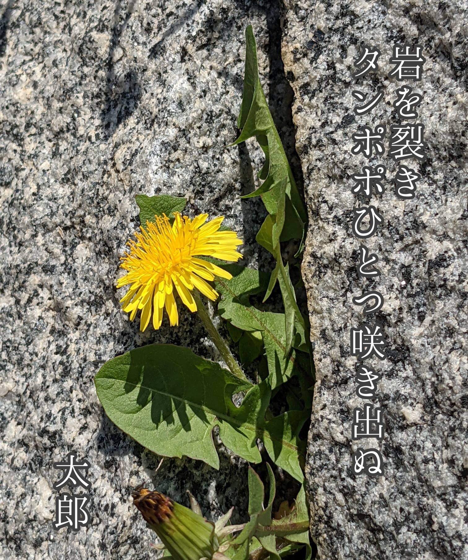 蒲公英 Twitter Search Twitter
