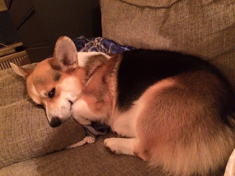 Sleepy Monday! Still feels like Winter in #NYC ! #WhereIsSpring ?? #Corgi #doge #DogsofTwittter #dog #corgicrew #cutenessOVERLOAD #MondayMorning #MondayMood #bigbutt #puppy #dogsofinstagram