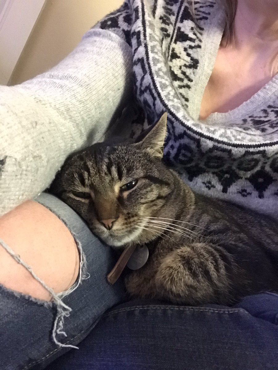 anfarauti's tweet photo. @BirminghamCats @Thor_tabby Happy #NationalPetDay from Scarlett, Lizzy, Oscar and Albus. All rescues/shelter cats. They are my #catchildren and I โฅ๏ธ them more than life ๐พ https://t.co/LdnHO8pN8L
