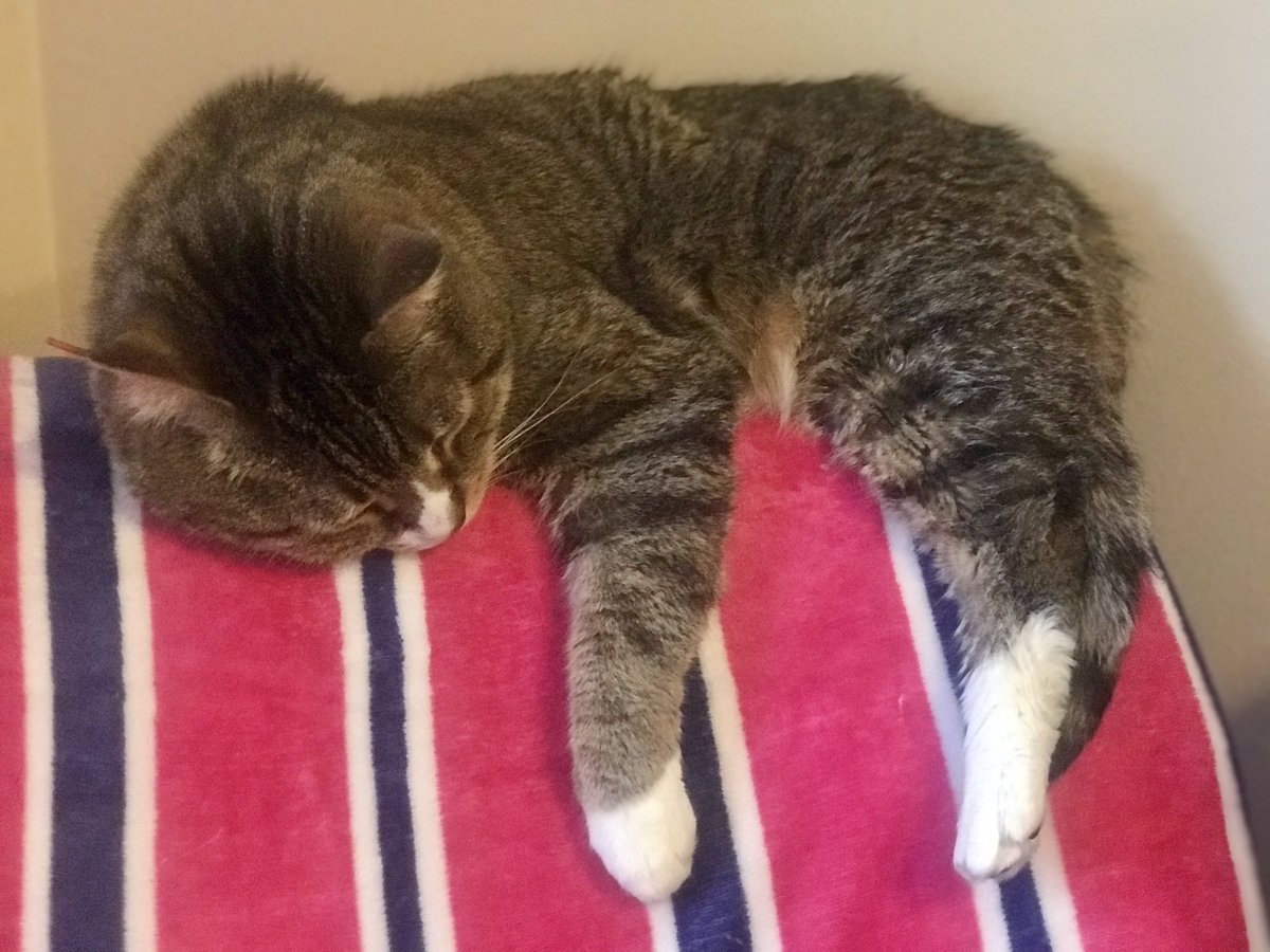anfarauti's tweet photo. @BirminghamCats @Thor_tabby Happy #NationalPetDay from Scarlett, Lizzy, Oscar and Albus. All rescues/shelter cats. They are my #catchildren and I โฅ๏ธ them more than life ๐พ https://t.co/LdnHO8pN8L