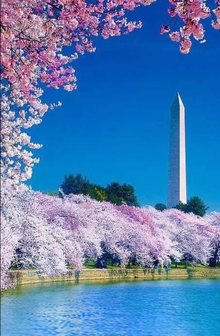 Amber02150's tweet photo. Spring🌸 in Washington DC🇺🇸 https://t.co/skkVfAmsad