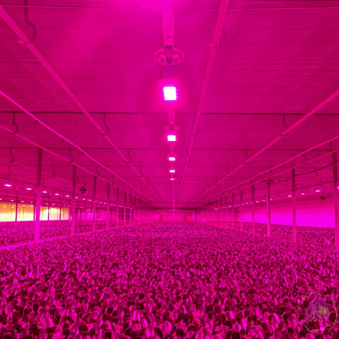 CJ Orchids tweet media