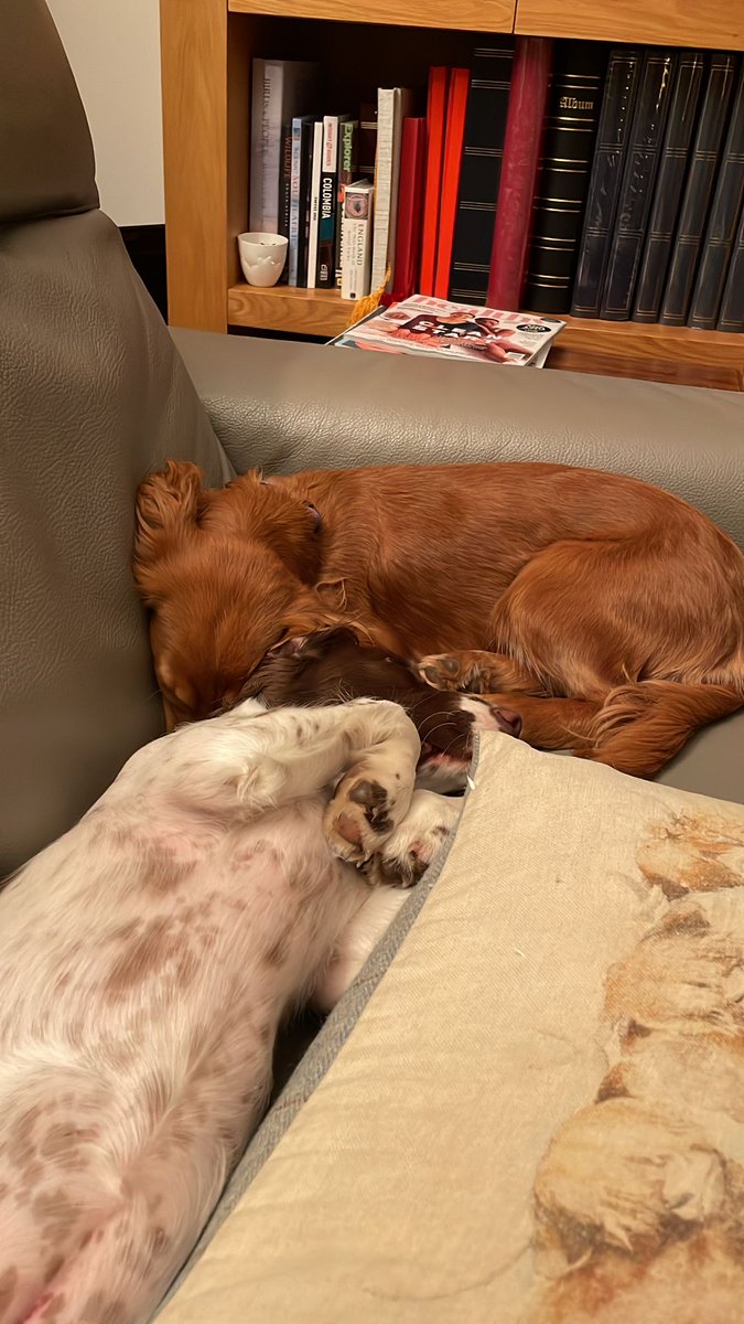 Unfortunately couldn't take Nala to Israel, here's a picture with her friend, to celebrate #NationalPetDay #WritingCommunity