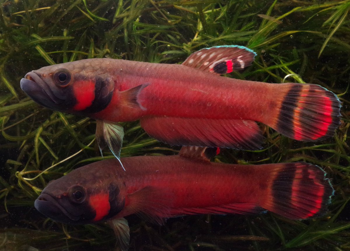 Balitoridae's tweet photo. お待たせいたしました！
通販サイトをオープンしました！！
綺麗で状態の良い魚をたくさんご用意しておりますのでよろし��お願いいたします！！

⇒https://t.co/1xe44HvrJO https://t.co/Vzdvx7PNaQ