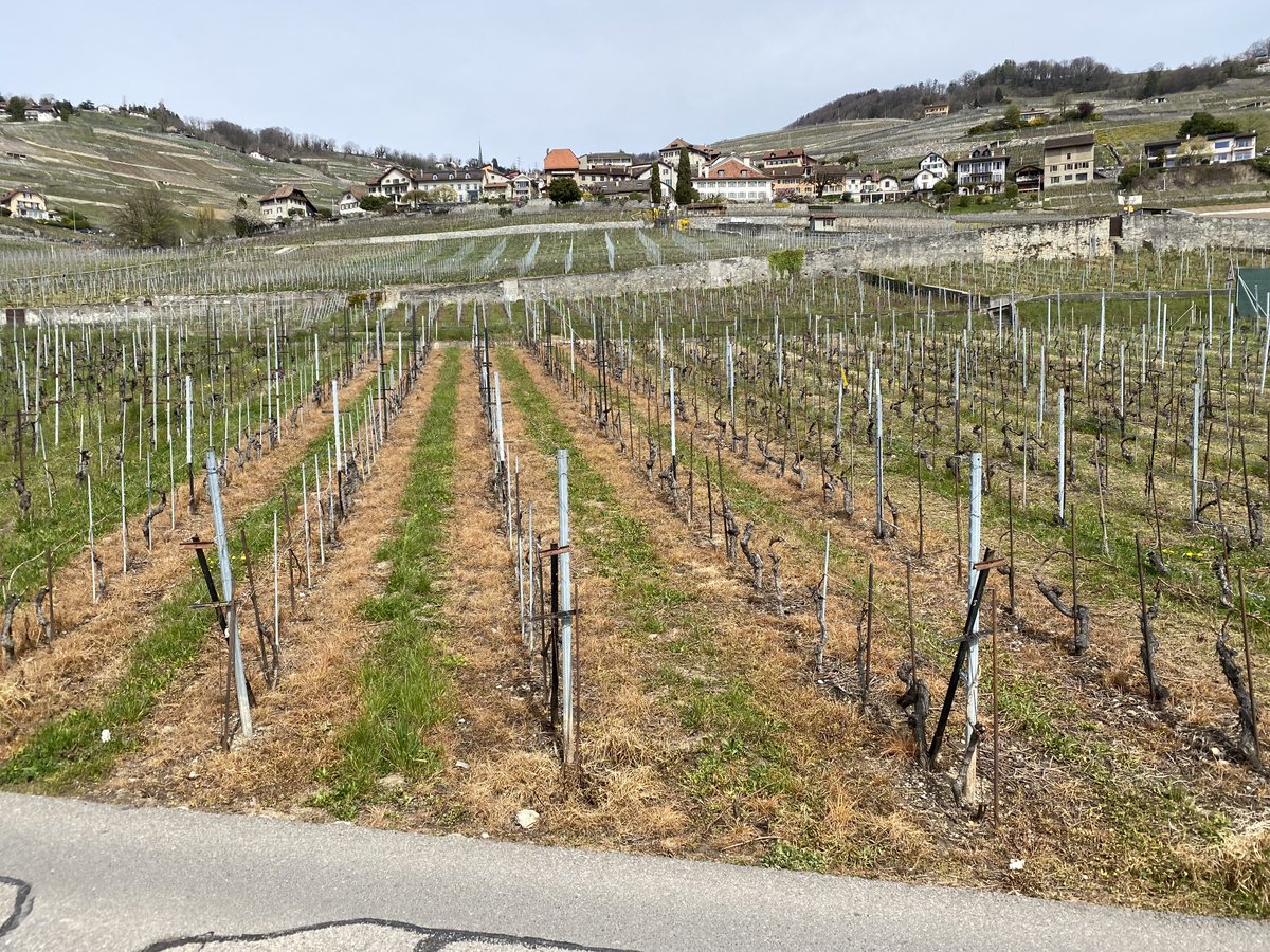AbuelitoPec's tweet photo. Avec le printemps, le Torcol fourmilier est de retour. Roundup et Glyphosate aussi. @LavauxPassion @LPm #Lavaux #UNESCO #Bayer #Monsanto https://t.co/qGcn1j32MS