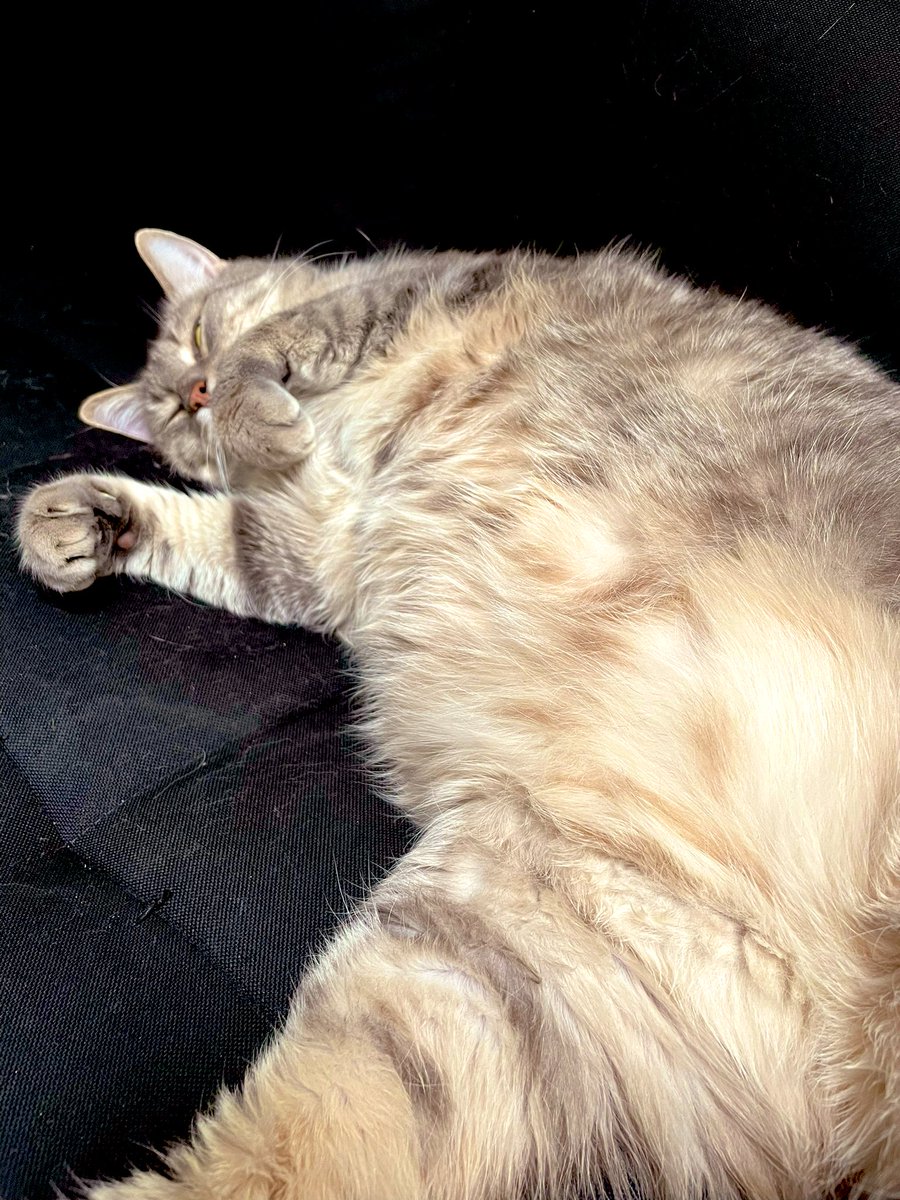 Dianoneee's tweet photo. @margauto Chat-va aller ♥️😽 https://t.co/0db6uHMX9r