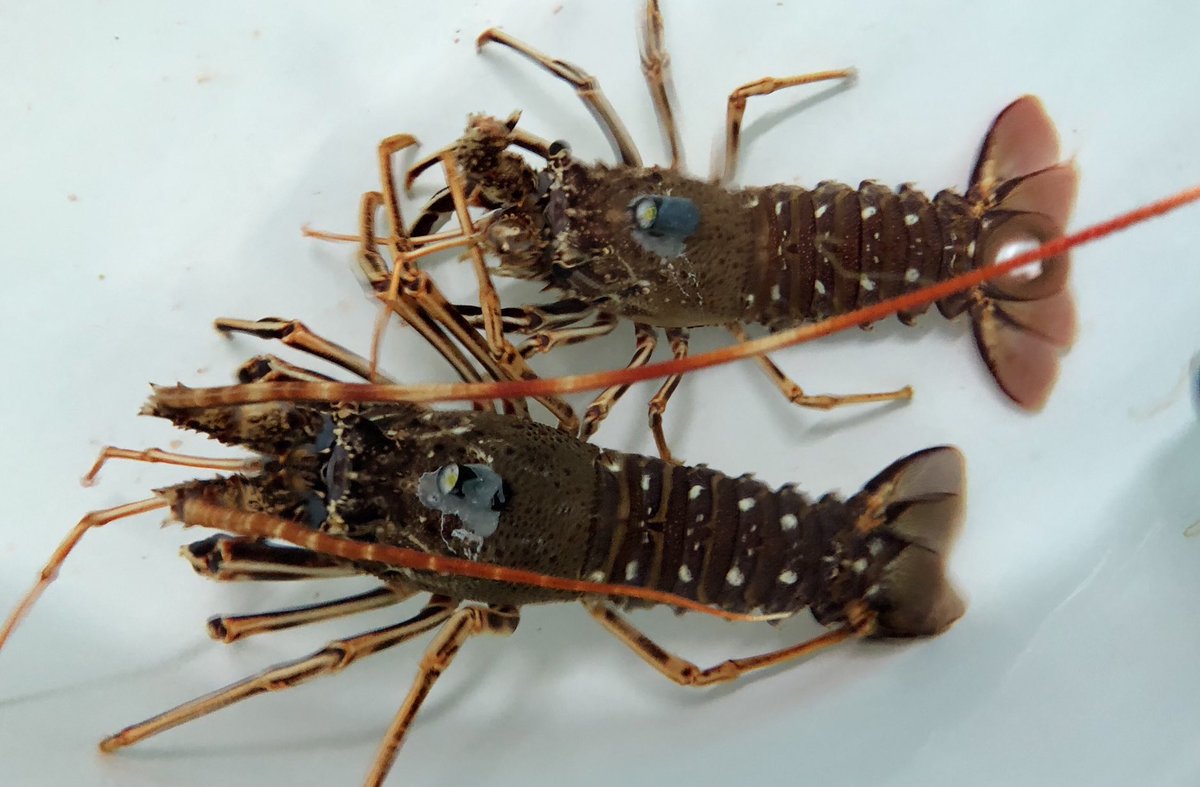 After tagging & tracking sharks 🦈, it’s now the turn of the lobsters 🦞 #acoustictelemetry