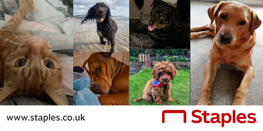 Staples UK on Twitter "On NationalPetDay, we show you some of the 