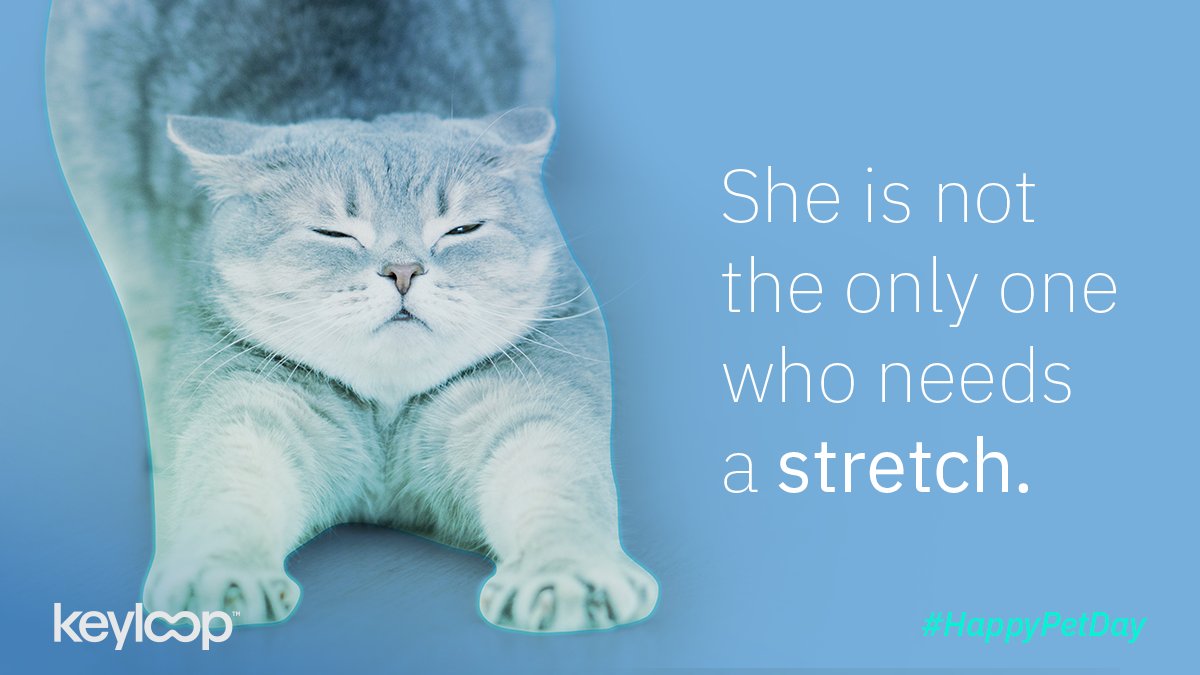 KeyloopAuto's tweet photo. Hey! How long have you been sitting still at your desk before you saw this post? It's national Pet Day today, so why not get inspired by our furry friends and take some time for yoga, pilates or even just a walk in the fresh air?

#LifeAtKeyloop #Wellbeing #HappyPetDay https://t.co/elA8mgzeUw