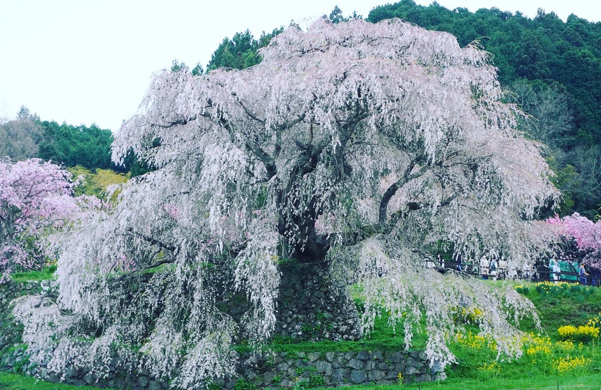 lisuydesign's tweet photo. 又兵衛桜🌸
美しいものを見ると癒されます。

＃又兵衛桜　＃matabeisakura
#SAKURA https://t.co/cVK0oqjg1k
