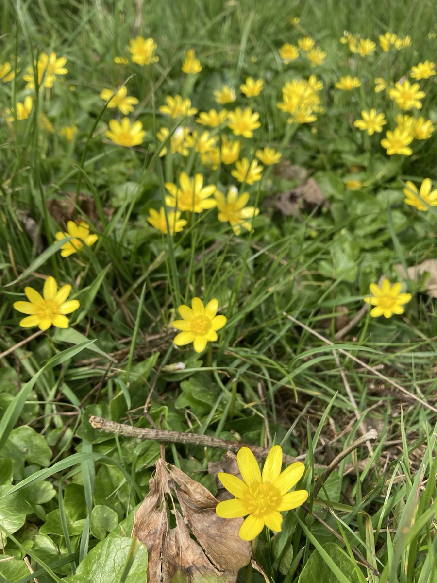 GrahamDenny9's tweet photo. Celandines going well , couldn’t catch #bees on them but they were using them , they love a hedge bottom , 3peacocks out yesterday @savebutterflies ! #flowerphotography @WildFlowerSoc @mattgarnham90 @NENorfolkSufflk #comservation @TrooperSnooks https://t.co/Tx1otR81DV