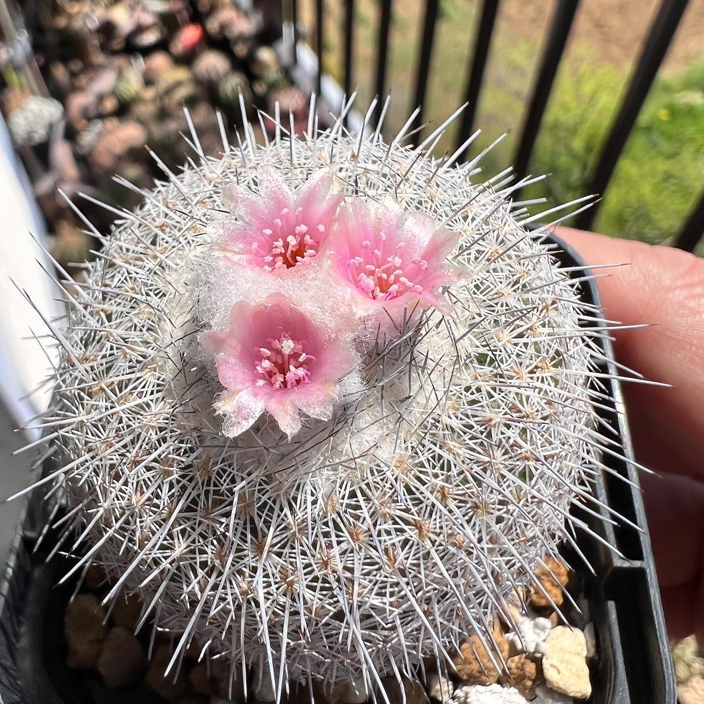 Epithelantha Twitter Search Twitter