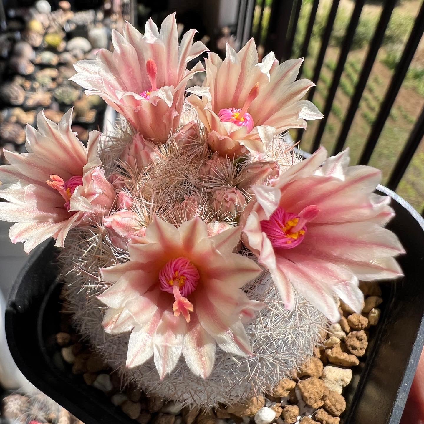 Epithelantha Twitter Search Twitter