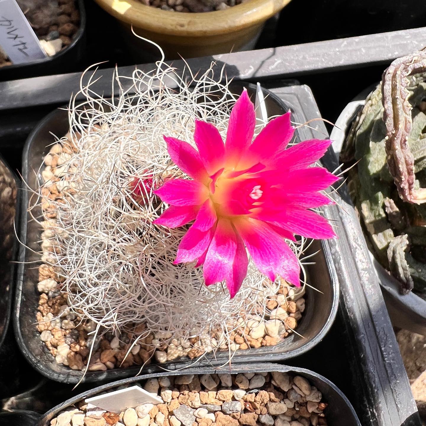 Epithelantha Twitter Search Twitter