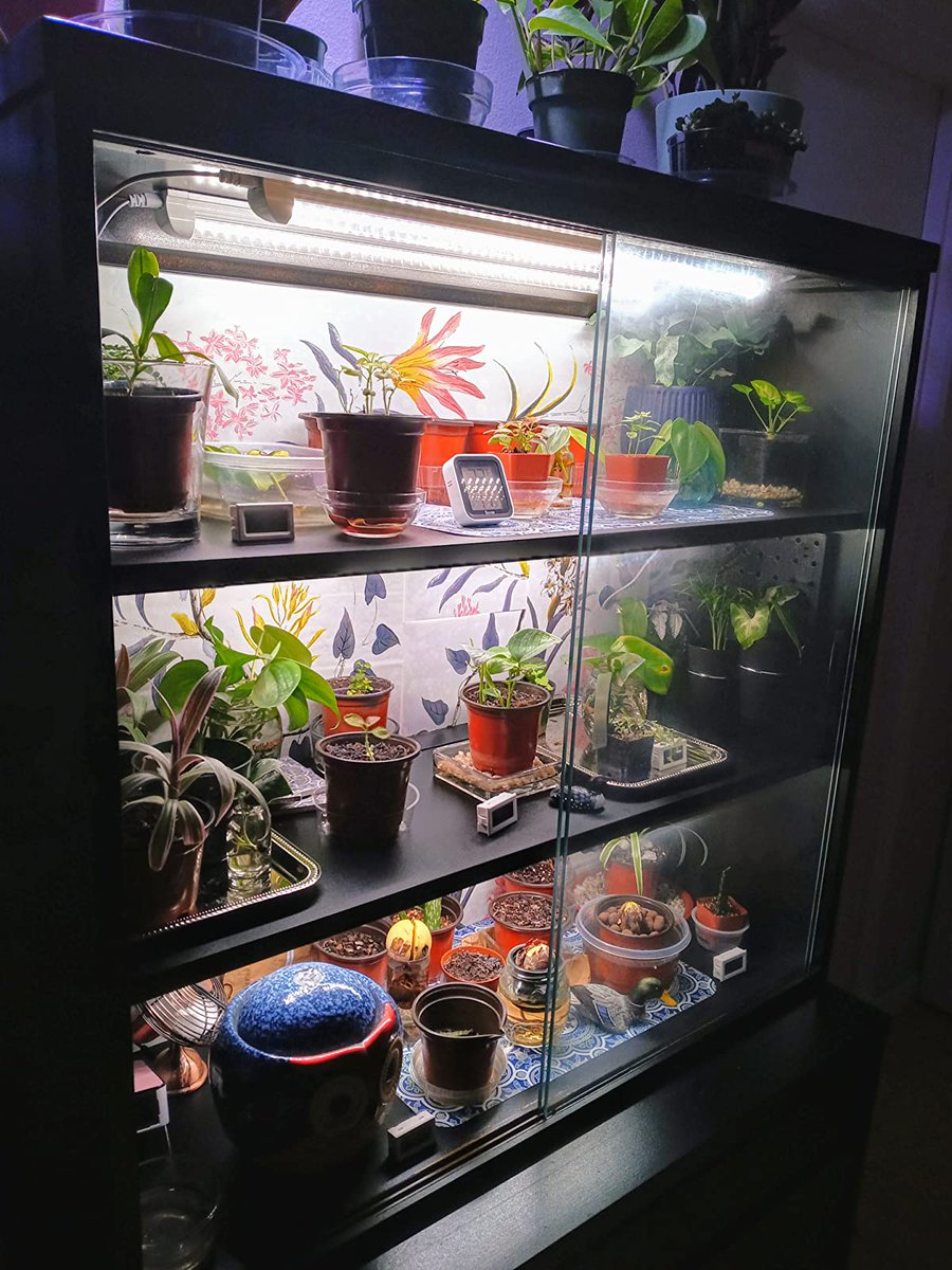 shopled2010's tweet photo. 🌈There's always a moment that people start to consider having such a lovely corner🍀 in their own home. 🥰
(📸By: @ Chastina)

SHOPLED T8 2ft grow lights warm white: https://t.co/kyBtj0pLgi
#SHOPLED #LED #growlights #homeplanting #plants #home #lighting https://t.co/xjtaRp4Bxk