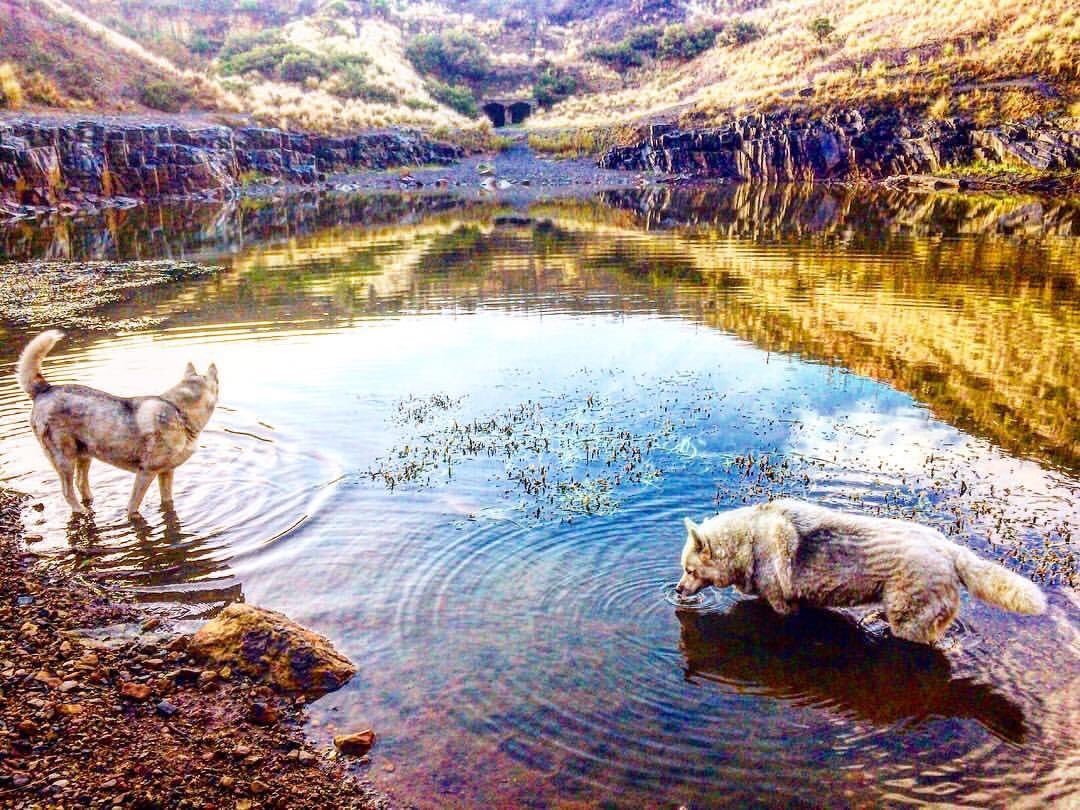 immortal_images's tweet photo. Gm gm Sundogs 🐺🔆 wishing you all a wonderful week scraXing in the pool of creativity. Love and light from Cape Town the Mother City 💋 #LFG #wagmi we are early all seems so 2021. 2022 seems the year of Editions for top tier artists ♦️ heads up the pool is about to expand #WCDT https://t.co/p0RvzkSS0n