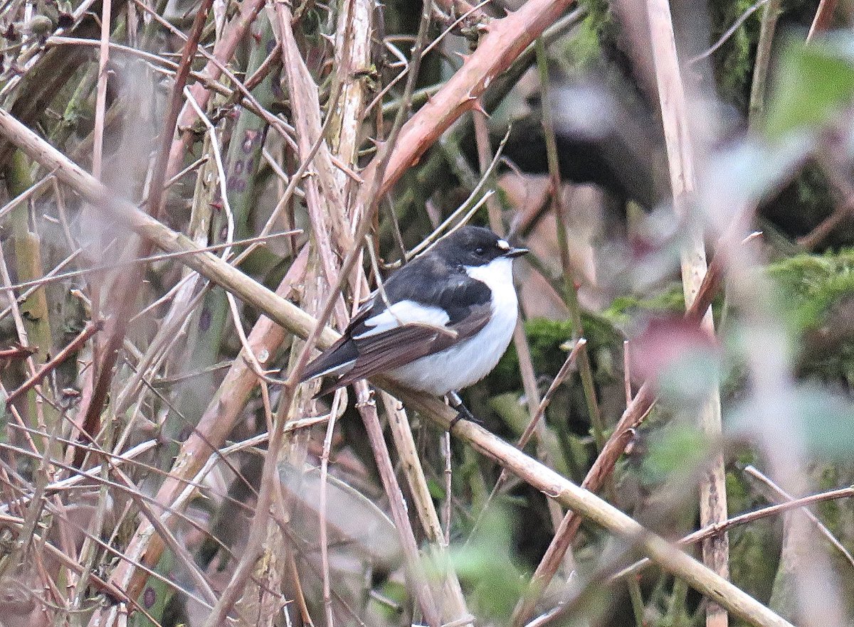 Chris23565's tweet photo. On this day 4 years ago I was watching a male Pied Flycatcher at Doxey Marshes, this year I'm still looking for my 1st Willow Warbler, Swallow & House Martin #slowspring https://t.co/OYAQBnbE3l