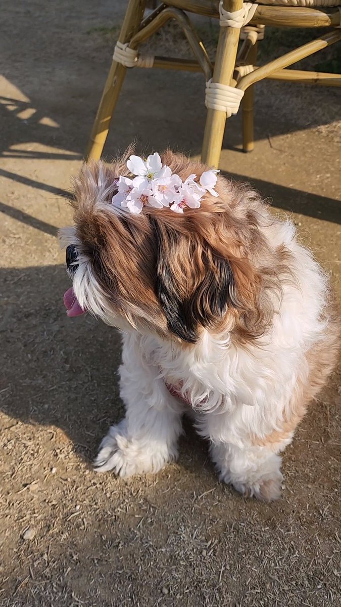 chocozzzang's tweet photo. 바보야 https://t.co/OL2oNPshxA