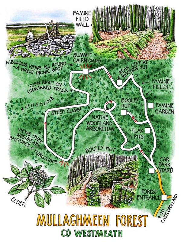 LoveWestmeath's tweet photo. It's the perfect time of year to explore the beautiful Mullaghmeen Forest, just 13 minutes from Castlepollard. 🌳🌳🌳

@irelandshiddenheartlands https://t.co/oPE2Vbgg3V