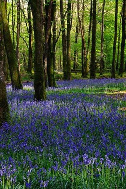 LoveWestmeath's tweet photo. It's the perfect time of year to explore the beautiful Mullaghmeen Forest, just 13 minutes from Castlepollard. 🌳🌳🌳

@irelandshiddenheartlands https://t.co/oPE2Vbgg3V