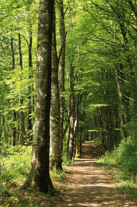 LoveWestmeath's tweet photo. It's the perfect time of year to explore the beautiful Mullaghmeen Forest, just 13 minutes from Castlepollard. 🌳🌳🌳

@irelandshiddenheartlands https://t.co/oPE2Vbgg3V