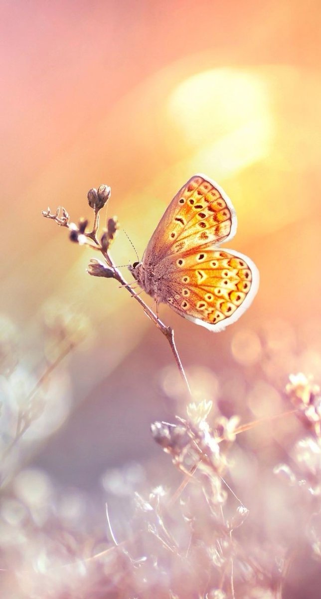 Daniella_C1804's tweet photo. Beautiful day &amp; harmonious new week.
❥︎••☀︎︎ ꕥꕥꕥ » 🧡🧡🧡 « ꕥꕥꕥ ☀︎︎••❥︎ https://t.co/SSu4c8RXqv