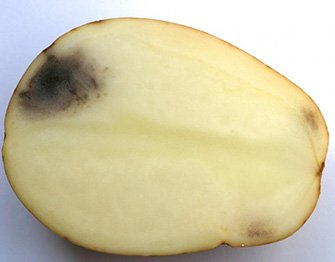 Lots happening for potato growers! Webinar on harvesting - bruise prevention & grading; Thur 21 April. Dr Jenny Ekman & WA Potato Growers' Simon Moltoni & Georgia Thomas, will provide valuable insight.
Register: https://t.co/IhQEYkovYW
@SoilWealth @Hort_Au @ABCRural https://t.co/QR2G1auOvc