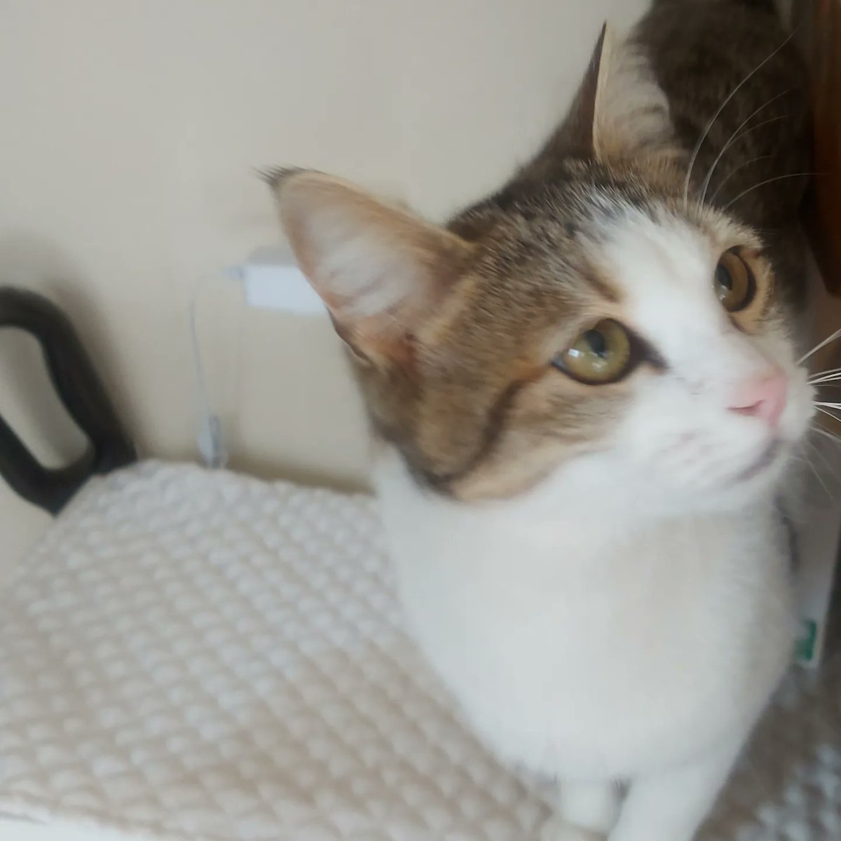 Ankara yuva. 9 aylik 3 oyuncu kardeş. Kısır ve sağlıklılar 0537 7615404