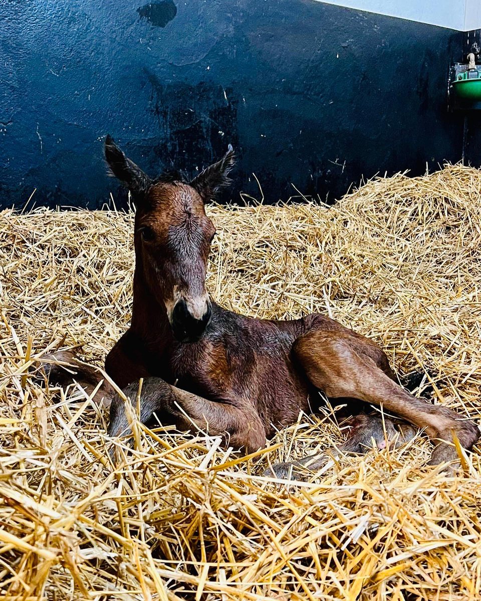 HarasOmbreville's tweet photo. 🎩𝟮𝟬𝟮𝟮 : 𝗬𝗘𝗔𝗥 𝗢𝗙 𝗕𝗢𝗬𝗦🎩
Welcome to Baby 𝟮𝟵 : a very strong colt by @AgaKhanStuds 𝙎𝙄𝙔𝙊𝙐𝙉𝙄 out of a mare by @Coolmore_Stud 𝐹𝐴𝑆𝑇𝑁𝐸𝑇 𝑅𝑂𝐶𝐾
🤩𝙎𝙩𝙖𝙡𝙡𝙞𝙤𝙣 𝟮𝟬𝟮𝟮 : 𝙕𝘼𝙍𝘼𝙆 

@Jour_de_Galop 
@bloodstocknews 
@rpbloodstock 
@Fedeeleveurs https://t.co/EfymR2oXX5