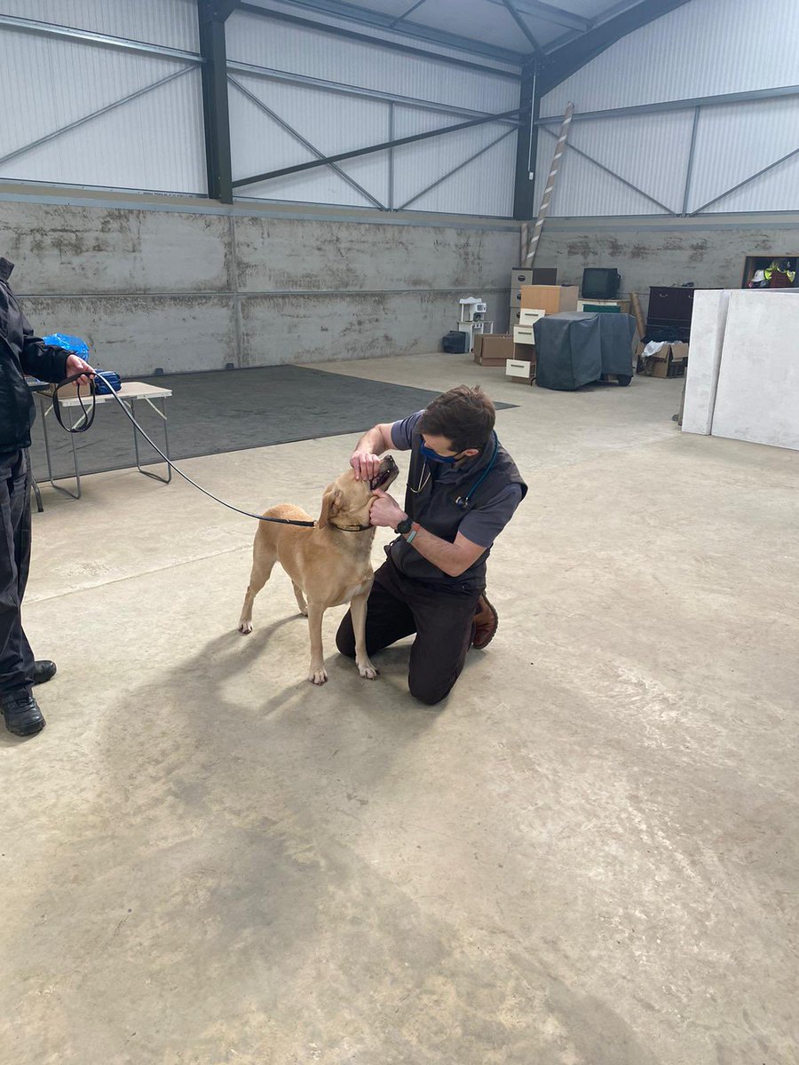 vettaskforce's tweet photo. Great to roll out a full Veterinary Assurance package for @ICTSUK. 

This included full health checks of all dogs, vaccinations, anti-parasite treatment provision and Fit for Duty certification, along with a half day Operational Working Dog First Aid. https://t.co/nz7N4gYMmz