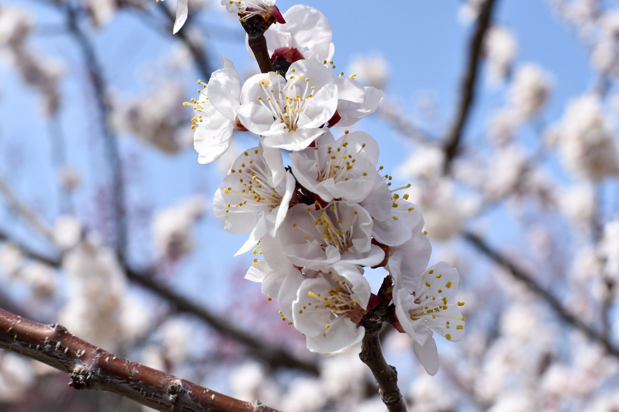 春の訪れを告げる花 Twitter Search Twitter