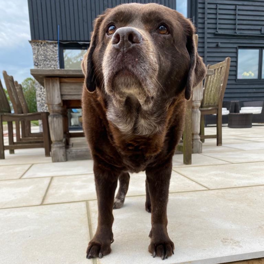 SallyGunnell's tweet photo. #Nationalpetday 
As a pet owner I don't need an excuse to celebrate my dogs but more than happy join in! Love showing off my #furbabies
❤️🐶🐶❤️

#pets #Dogsofinsta #choclab #yellowlab #Diggie #Luna #mondaymorning #mondaymood #mondayfunday #I❤️dogs #Ilovedogs https://t.co/d7aAlY9MQW