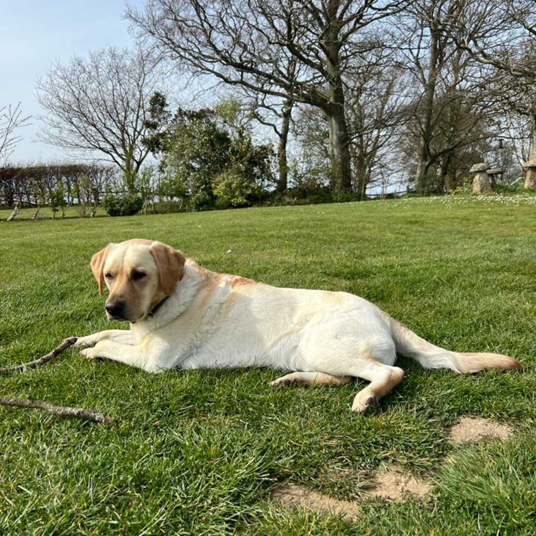 SallyGunnell's tweet photo. #Nationalpetday 
As a pet owner I don't need an excuse to celebrate my dogs but more than happy join in! Love showing off my #furbabies
❤️🐶🐶❤️

#pets #Dogsofinsta #choclab #yellowlab #Diggie #Luna #mondaymorning #mondaymood #mondayfunday #I❤️dogs #Ilovedogs https://t.co/d7aAlY9MQW