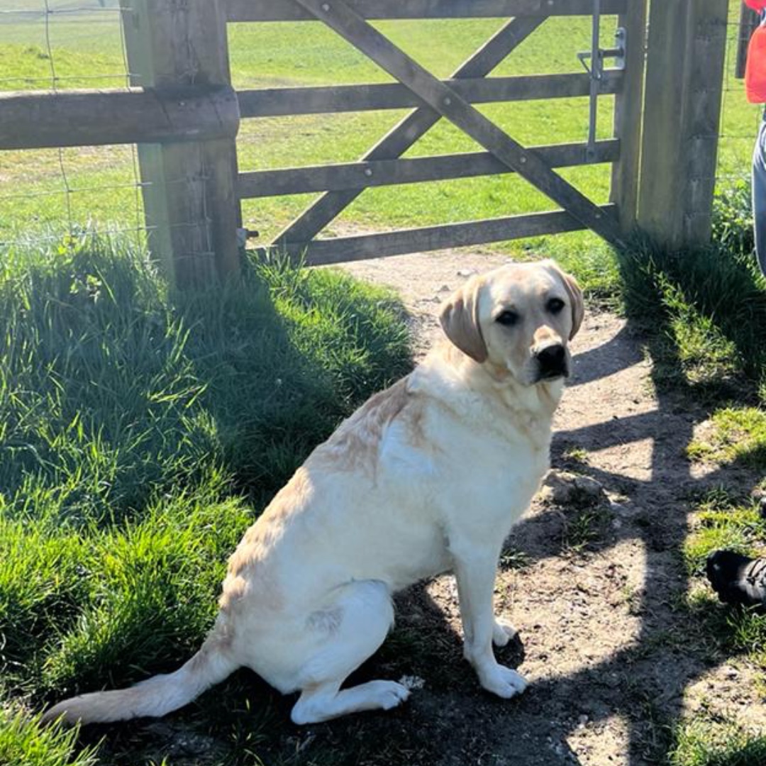 SallyGunnell's tweet photo. #Nationalpetday 
As a pet owner I don't need an excuse to celebrate my dogs but more than happy join in! Love showing off my #furbabies
❤️🐶🐶❤️

#pets #Dogsofinsta #choclab #yellowlab #Diggie #Luna #mondaymorning #mondaymood #mondayfunday #I❤️dogs #Ilovedogs https://t.co/d7aAlY9MQW