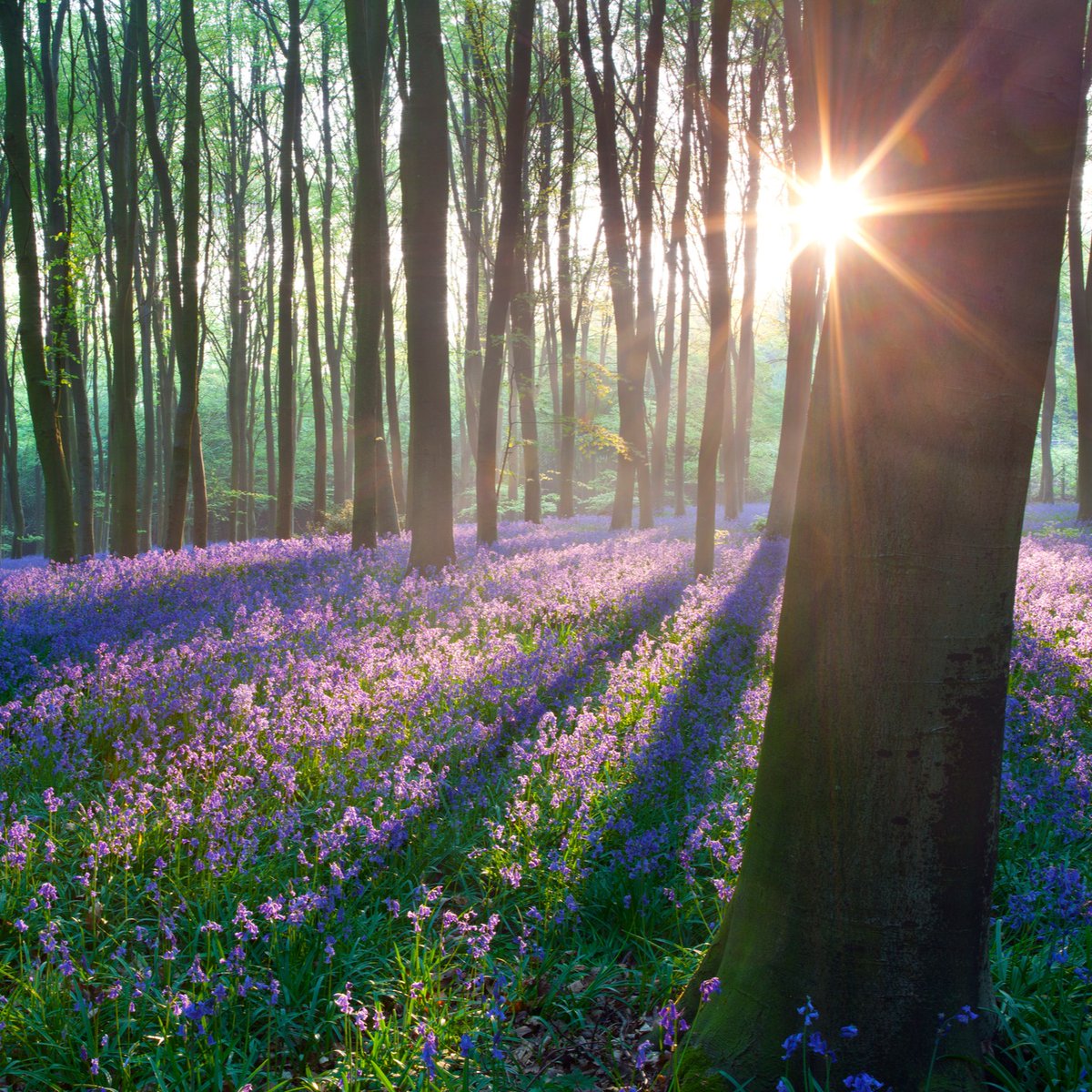 The evidence is clear: nature can help relieve stress 💚

In our January People and Nature survey, 4 in 10 adults said nature and visiting green spaces had been even more important to their #wellbeing since the pandemic.

Read more: gov.uk/government/col…

#StressAwarenessMonth