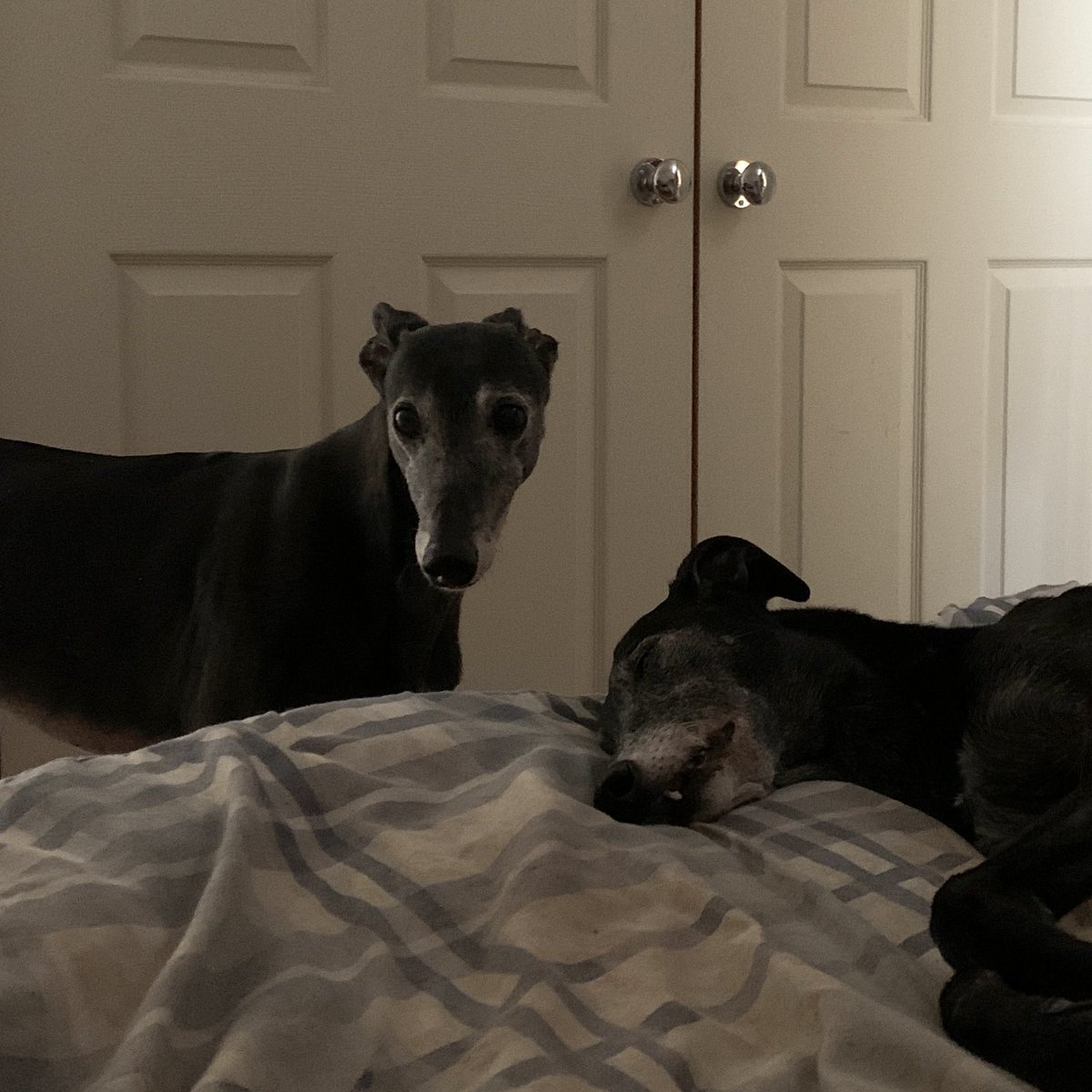 Loafnelly's tweet photo. (D) I was licking Nellface’s ears, but she growled at me and I stopped because I am good. https://t.co/gcmyMAqafL
