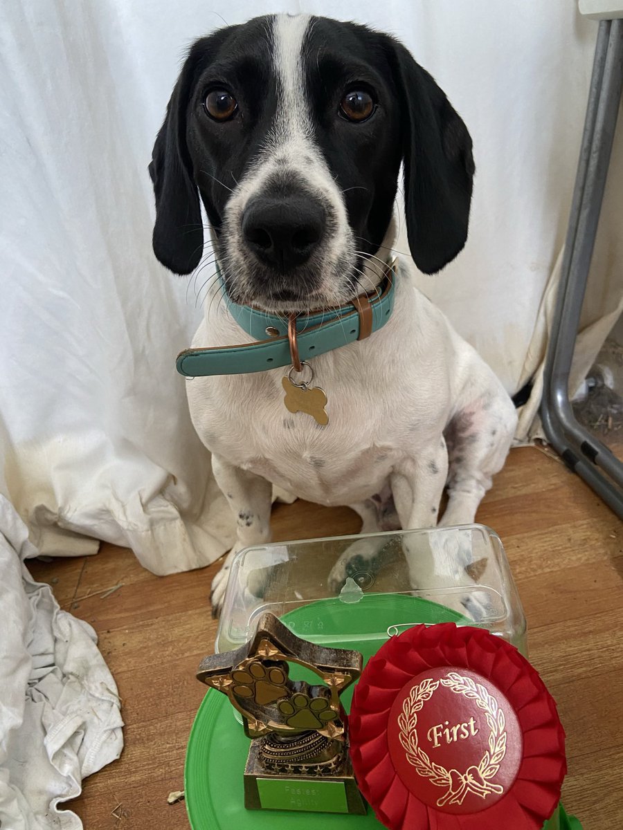 Alice99549446's tweet photo. @Crufts Happy national pet day this is Freddie https://t.co/lm8VnAaXHd