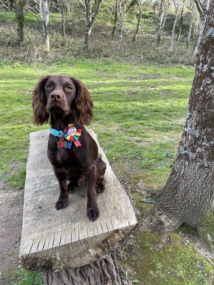 It’s my 1st Birthday today and I’m on holiday 🎂🥳🎉🎂🥳🎉🎂🥳🎉 Best Day Ever!! I’m getting a trip to the beach, new dinosaur toy and lots of treats 🏖 🦕 🦴 #dogsoftwitter #dogs #birthday