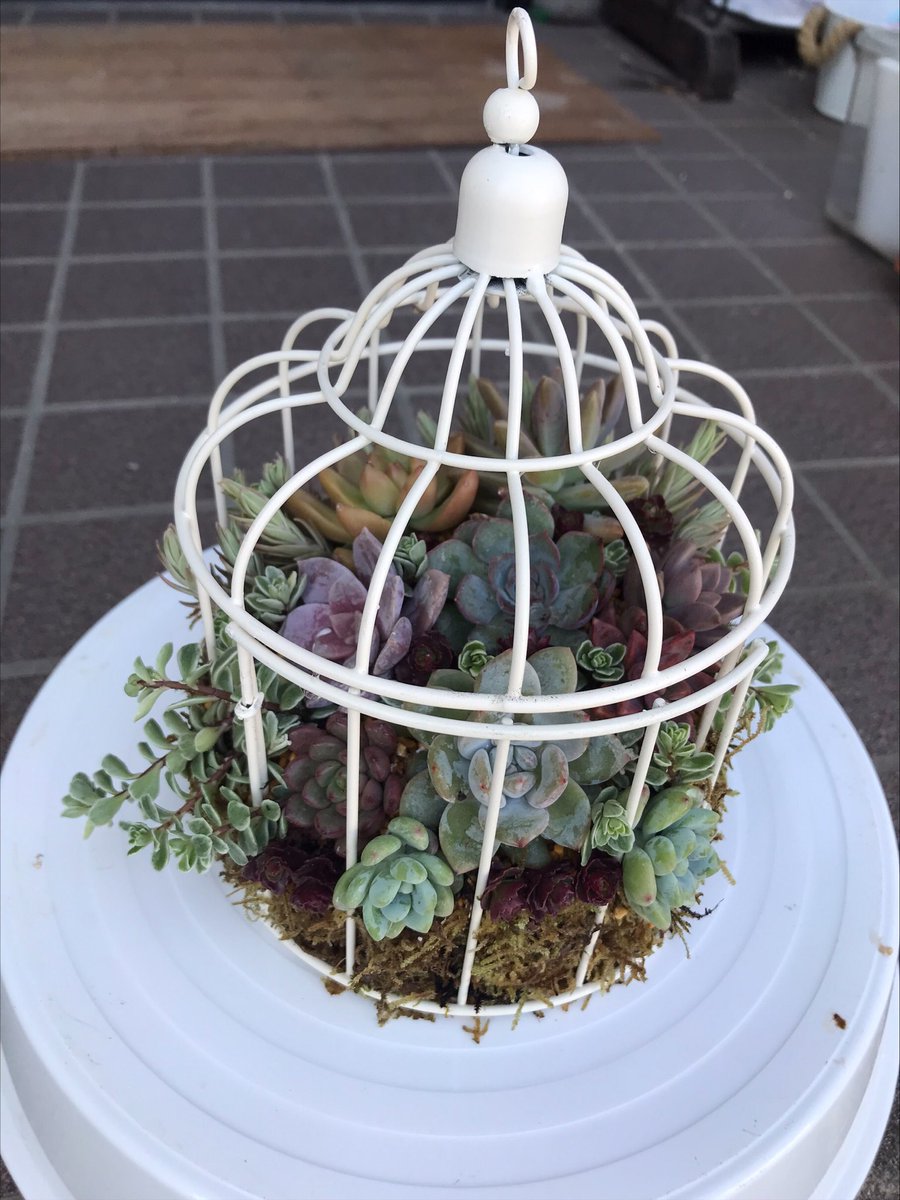Meltykiss ダイソーの鳥カゴに寄せ植えしてみました 初めて水苔使ってみましたが 磯の匂いがすごかった 鳥かごに 多肉入れるのが難しかったけど 楽しかったー どこに飾ろうかなぁ ダイソー多肉植物 ダイソー鳥かご 多肉植物 セダム